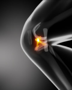 Anterior and posterior cruciate ligaments