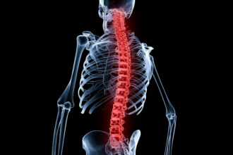 Red spine and vertebral column of a human skeleton