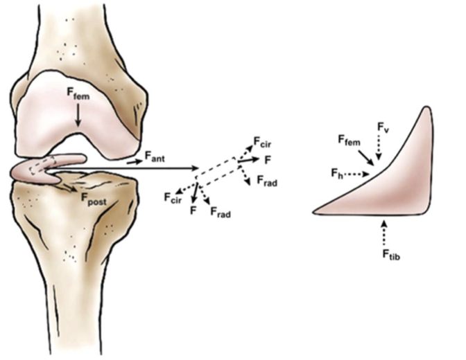 Éponges : classification, anatomie et fonctionnement